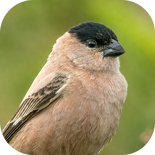 Fradinho bird Songs 2.1.1 Icon