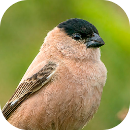 Icon image Fradinho bird Songs