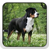 Greater Swiss Mountain Dog icon