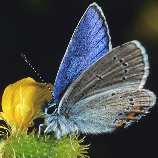 BUTTERFLIES - The book logo