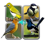 Kicau Burung 313 Offline icon
