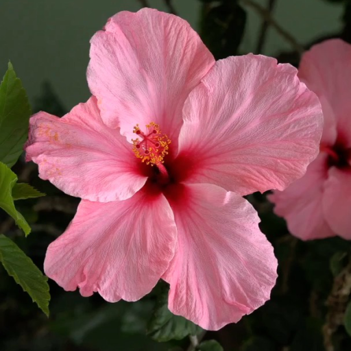 Beautiful Flowers Pro logo