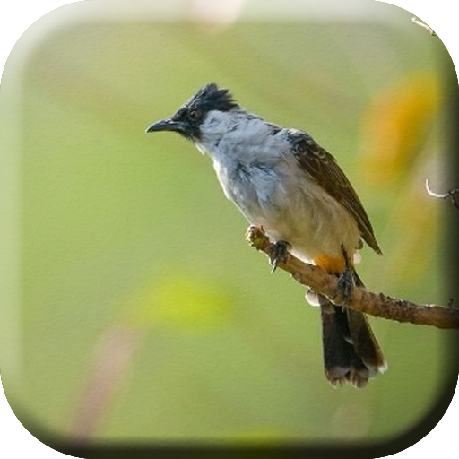 Kicau Burung Kutilang Pikat logo