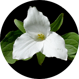 Icon image Ontario Wildflowers