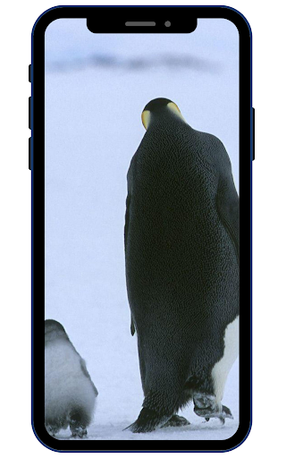 Penguins Wallpapers Screen 3