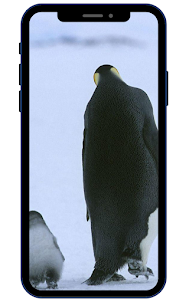 Pinguine -Hinterbilder