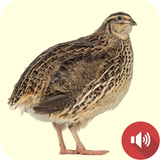 Quail Sounds logo