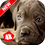Cover Image of Tải xuống Cane Corso Wallpaper: Dog Wallpapers 2.0 APK