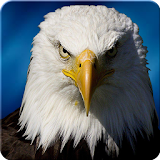 Ultimate Eagle Simulator 3d icon