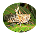 Locusts icon
