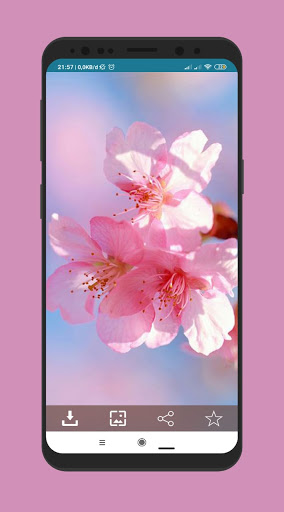 Wallpaper Bunga Sakura