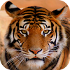 Tiger Sounds icon