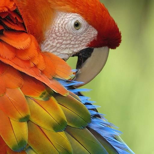 Macaw Wallpaper  Icon