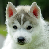 cute puppy wallpapers icon