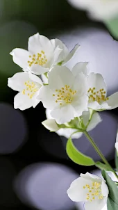 jasmine flower wallpaper