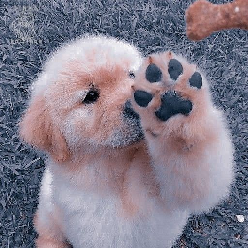 puppy wallpaper logo