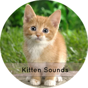 Top 19 Music & Audio Apps Like Kitten Sounds - Best Alternatives
