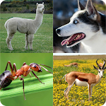 Cover Image of Download animal :Quiz guess the animal  APK