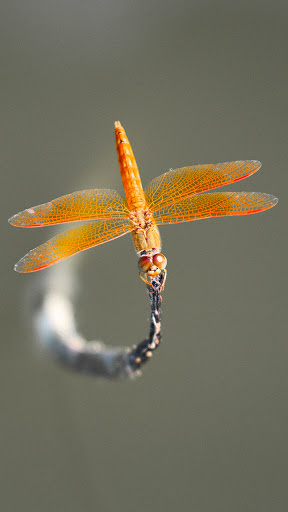 Android application dragonfly wallpaper screenshort