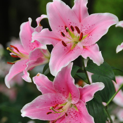 Android application Lily Wallpapers screenshort