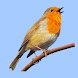 European Birds Songs & Calls - Androidアプリ