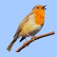 European Birds Songs & Calls دانلود در ویندوز
