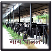 गाय पालन (Cow Rearing) Hindi