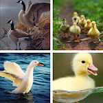 Cover Image of Download Duck HD Wallpapers  APK