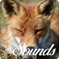 Fox Animal Sounds and Ringtone Audio