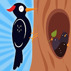 Woodpecker