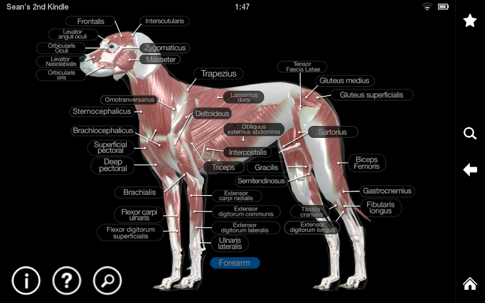 Imágen 9 Dog Anatomy: Canine 3D android