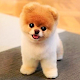 Pomeranian Dog Simulator Download on Windows