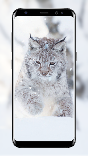 雪猫ライブ壁紙 By Studio Wallpaper Google Play Japan Searchman App Data Information