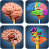 My Brain Anatomy icon