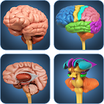 Cover Image of 下载 My Brain Anatomy  APK