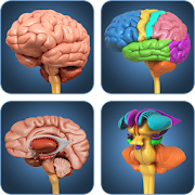 My Brain Anatomy
