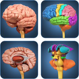 Icon image My Brain Anatomy