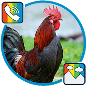 Rooster - RINGTONES and WALLPAPERS