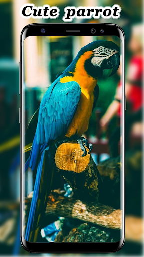 Cute Parrot Wallpaper Screenshot 2 - AppWisp.com