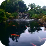 Real pond with Koi icon