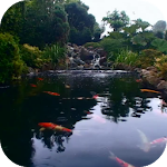 Real pond with Koi Apk