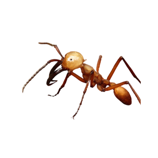 앤트워2-개미들의 전쟁