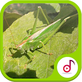 Kecek Grasshopper Sound Collections icon