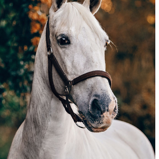 Android application Horse Wallpapers screenshort