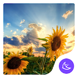 Sunflower Sunshine Beauty -APUS Launcher theme icon