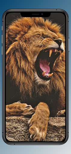 Lion Wallpaper and Images HD