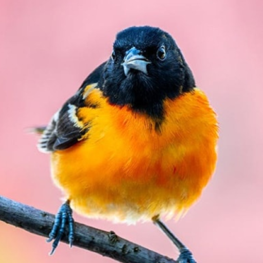 Oriole bird sounds logo