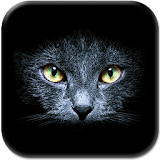 Black Cats Live Wallpaper icon