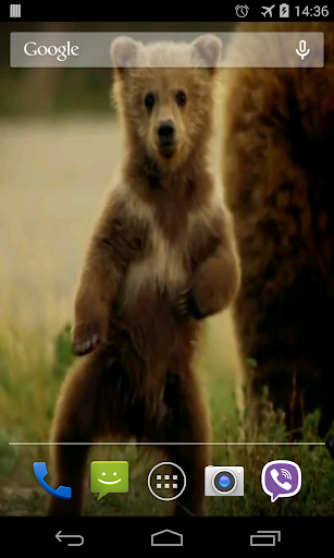Cute Bear Video Live Wallpaper Screen 2