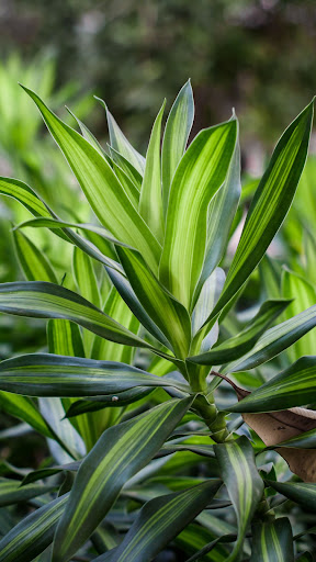 Dracaena Wallpaper